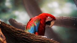 Macaw Bird Macro Ultra HD Photography