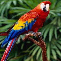 Macaw Bird Mobile Image