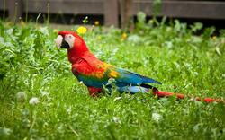 Macaw Bird on Green Grass