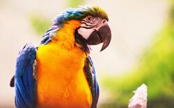 Macaw Bird Picture Download