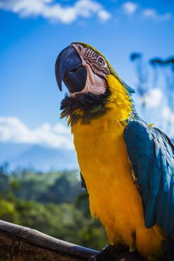 Macaw Bird Picture