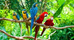 Macaw Bird Sitting on Branch