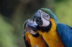 Macaw Bird