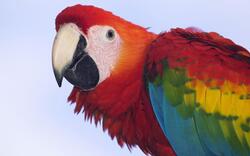 Macaw Closeup Pic