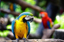 Macaw Colorful Bird Macro Photography