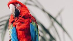 Macaw Colourful Parrot 4K Wallpaper