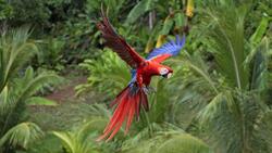 Macaw Flying HD Photo