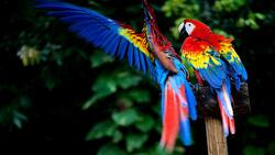 Macaw Macro Photography