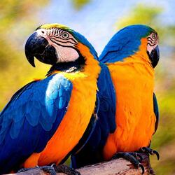 Macaw Mobile Image