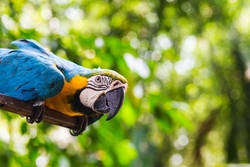 Macaw Parrot Bird HD Photography