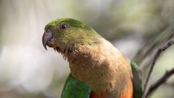 Macaw Parrot Bird on Tree
