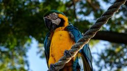 Macaw Parrot Bird Sitting on Rope
