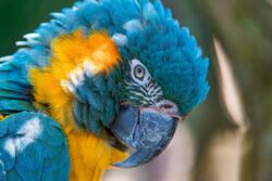 Macaw Ultra HD Wallpaper