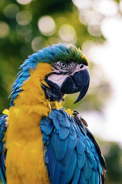 Macaw Yellow and Blue Parrot Photo