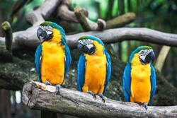 Macaws Parrots Bird Group Seating on Tree Branch