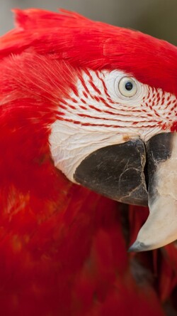 Macro Red Parrot Image