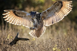 Magnificence Owl Bird Photo