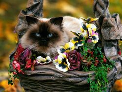 Maine Coon Cat in Flower Basket