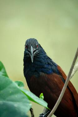 Malagasy Coucal Bird Mobile Pic