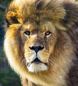 Male Lion Closeup Photography