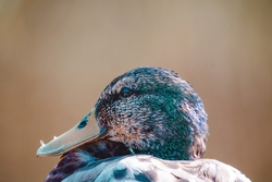 Mallard Bird Close Up Photo