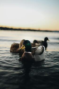 Mallard Duck Swimming in Water