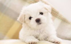 Maltese White Puppy Photo