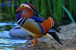 Mandarin Duck High Quality Image