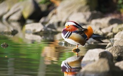 Mandarin Duck in Lake