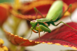 Mantis Insect Macro Photography