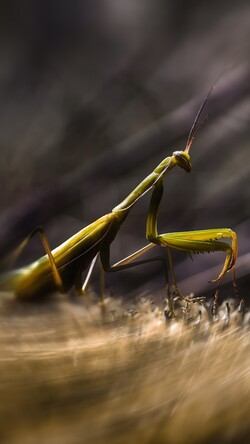 Mantis Insects Macro Motion Green Grass