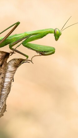 Mantis Macro Insects Image