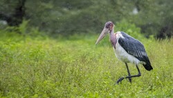 Marabou Stork Bird HD Wallpaper