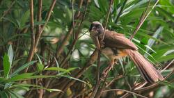 Masked Laughingthrush Bird Sitting on Branch
