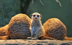 Meerkat Animal Photo