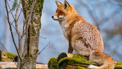 Middle Russian Fox Sitting