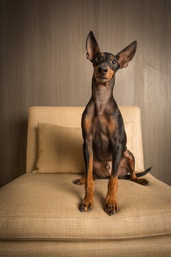 Mini Doberman Dog Mobile Image