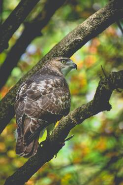 Mobile Image of Hawk Bird Sitting on Tree