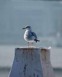 Mobile Resolution Wallpaper of Seagull