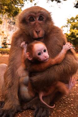 Mom Monkey is With Baby Monkey