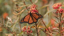 Monarch Butterfly on Flowers