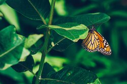Monarch Butterfly Perched