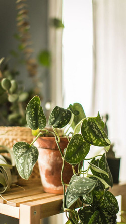 Money Plant at Home