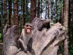 Monkey Animal Pic