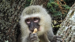 Monkey Animal Sitting in Tree HD Wallpaper