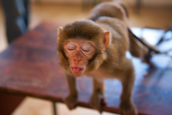 Monkey Baby Funny Look