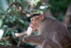 Monkey Eating Candy