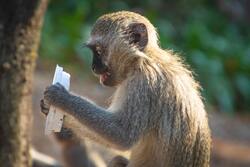 Monkey Eating Food Wallpaper