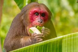 Monkey Eating Green Vegetable