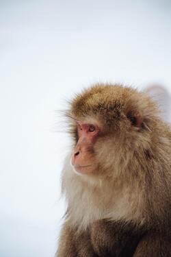 Monkey in Winter Season